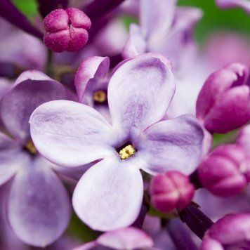 Аромат для свечи и мыла Французская сирень (CandleScience French Lilac) 1941292682 фото