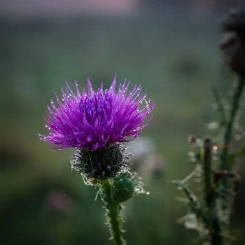 Аромамасло для свечи Чертополох луговой (CandleScience Meadow Thistle) 2487492296 фото