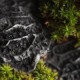Аромат для свечи и мыла Черный коралл и мох (CandleScience Black Coral and Moss) 1789367784 фото